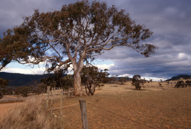 APII jpeg image of Eucalyptus melliodora  © contact APII