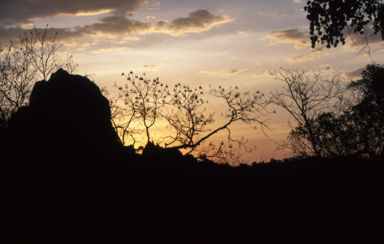 APII jpeg image of Erythrina vespertilio  © contact APII