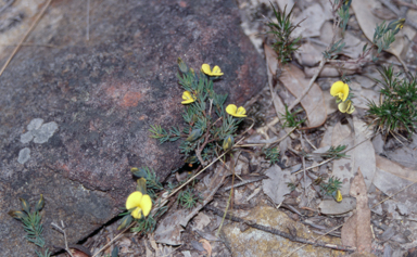APII jpeg image of Gompholobium minus  © contact APII