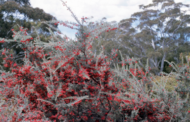 APII jpeg image of Grevillea lavandulacea  © contact APII