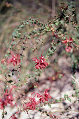 APII jpeg image of Grevillea oldei  © contact APII