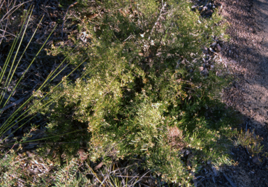 APII jpeg image of Grevillea parviflora subsp. supplicans  © contact APII