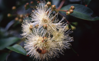 APII jpeg image of Syzygium ?luehmanii  © contact APII