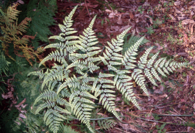 APII jpeg image of Adiantum formosum  © contact APII