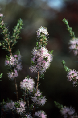 APII jpeg image of Kunzea ambigua  © contact APII