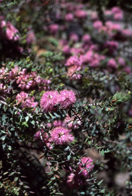 APII jpeg image of Melaleuca spicigera  © contact APII