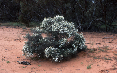 APII jpeg image of Olearia pimeleoides  © contact APII