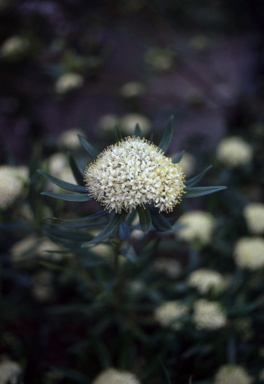 APII jpeg image of Leionema coxii  © contact APII