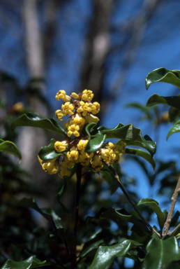 APII jpeg image of Pittosporum revolutum  © contact APII