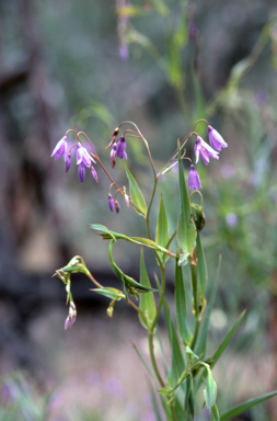 APII jpeg image of Stypandra glauca  © contact APII