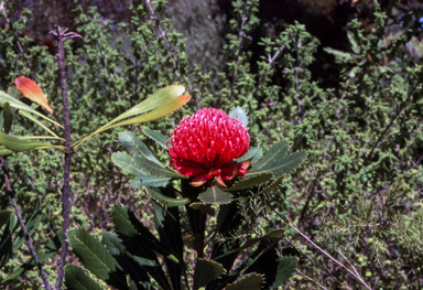 APII jpeg image of Telopea speciosissima  © contact APII