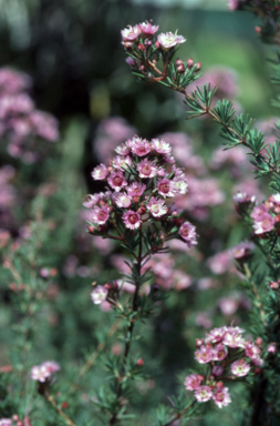 APII jpeg image of Verticordia plumosa  © contact APII
