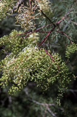 APII jpeg image of Grevillea annulifera  © contact APII