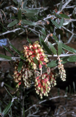 APII jpeg image of Grevillea aspera  © contact APII