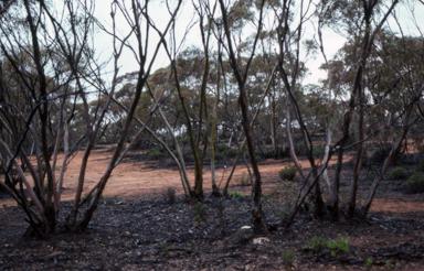 APII jpeg image of Eucalyptus gracilis  © contact APII