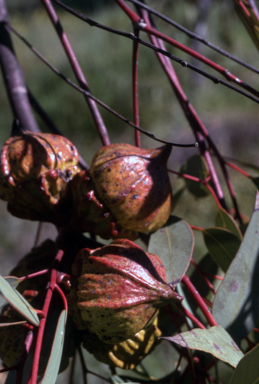 APII jpeg image of Eucalyptus pyriformis  © contact APII