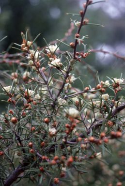 APII jpeg image of Hakea varia  © contact APII