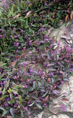 APII jpeg image of Hardenbergia violacea  © contact APII