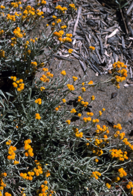 APII jpeg image of Chrysocephalum apiculatum  © contact APII