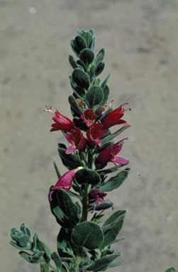 APII jpeg image of Eremophila splendens  © contact APII