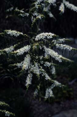 APII jpeg image of Myoporum floribundum  © contact APII