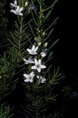 APII jpeg image of Myoporum parvifolium  © contact APII