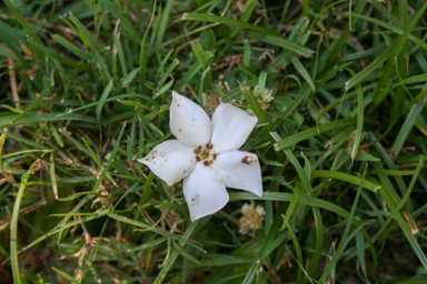 APII jpeg image of Cerbera manghas  © contact APII