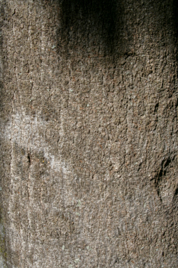 APII jpeg image of Castanospermum australe  © contact APII