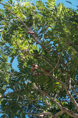 APII jpeg image of Castanospermum australe  © contact APII