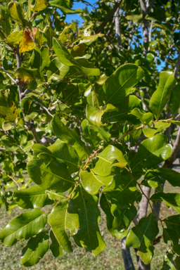 APII jpeg image of Cupaniopsis anacardioides  © contact APII