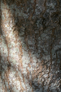 APII jpeg image of Pleiogynium timoriense  © contact APII