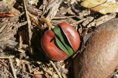 APII jpeg image of Diploglottis australis  © contact APII