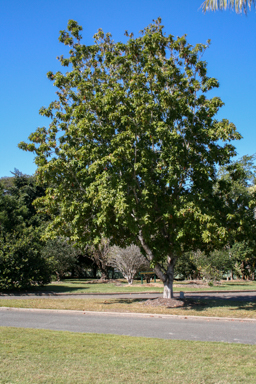 APII jpeg image of Xanthostemon chrysanthus  © contact APII