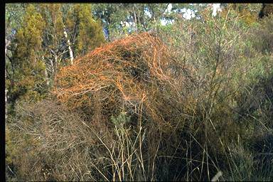 APII jpeg image of Cassytha pubescens  © contact APII