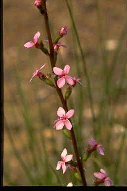 APII jpeg image of Stylidium graminifolium  © contact APII