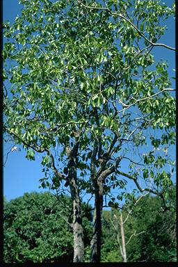 APII jpeg image of Planchonella pohlmaniana  © contact APII