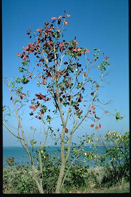 APII jpeg image of Planchonia careya  © contact APII