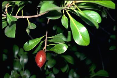 APII jpeg image of Planchonella eerwah  © contact APII