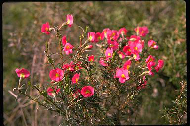 APII jpeg image of Chorizema aciculare  © contact APII