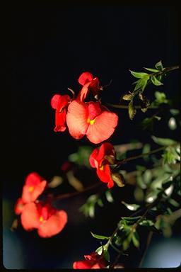 APII jpeg image of Chorizema dicksonii  © contact APII