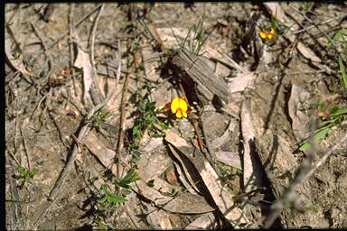 APII jpeg image of Pultenaea luehmannii  © contact APII