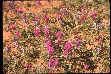 APII jpeg image of Swainsona flavicarinata  © contact APII