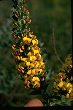 APII jpeg image of Daviesia striata  © contact APII