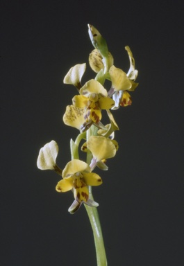 APII jpeg image of Diuris goonooensis  © contact APII