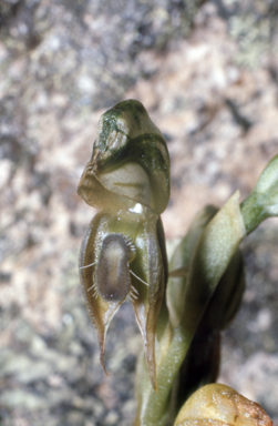 APII jpeg image of Pterostylis aciculiformis  © contact APII