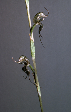 APII jpeg image of Pterostylis valida  © contact APII