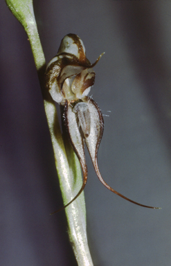 APII jpeg image of Pterostylis excelsa  © contact APII