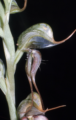 APII jpeg image of Pterostylis xerophila  © contact APII