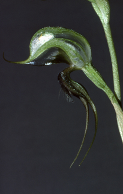 APII jpeg image of Pterostylis xerophila  © contact APII