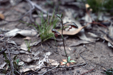 APII jpeg image of Pterostylis rufa  © contact APII